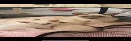 Siamese cats for sale: 3x Beautiful Pedigree Siamese Female Kittens - Advert 6