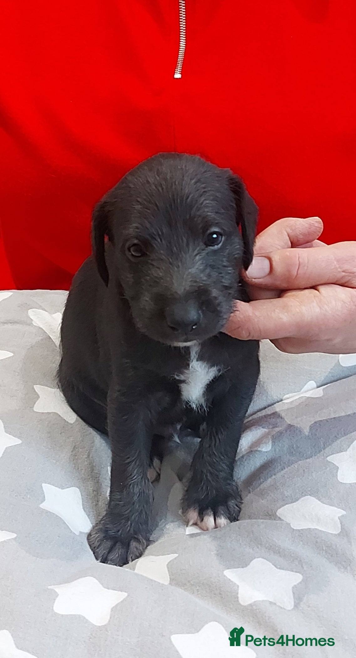 Mixed Breed dogs Gorgeous first cross Beddlington Whippet pups. - Advert 1