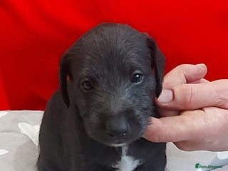 Mixed Breed dogs Gorgeous first cross Beddlington Whippet pups. - Advert 1