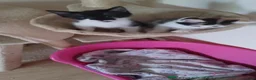 Mixed Breed cats for sale: Beautiful fluffy kittens - Advert 11