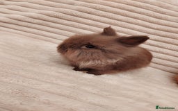 Lionhead rabbits for sale: Chocolate lion head for sale  - Image 2