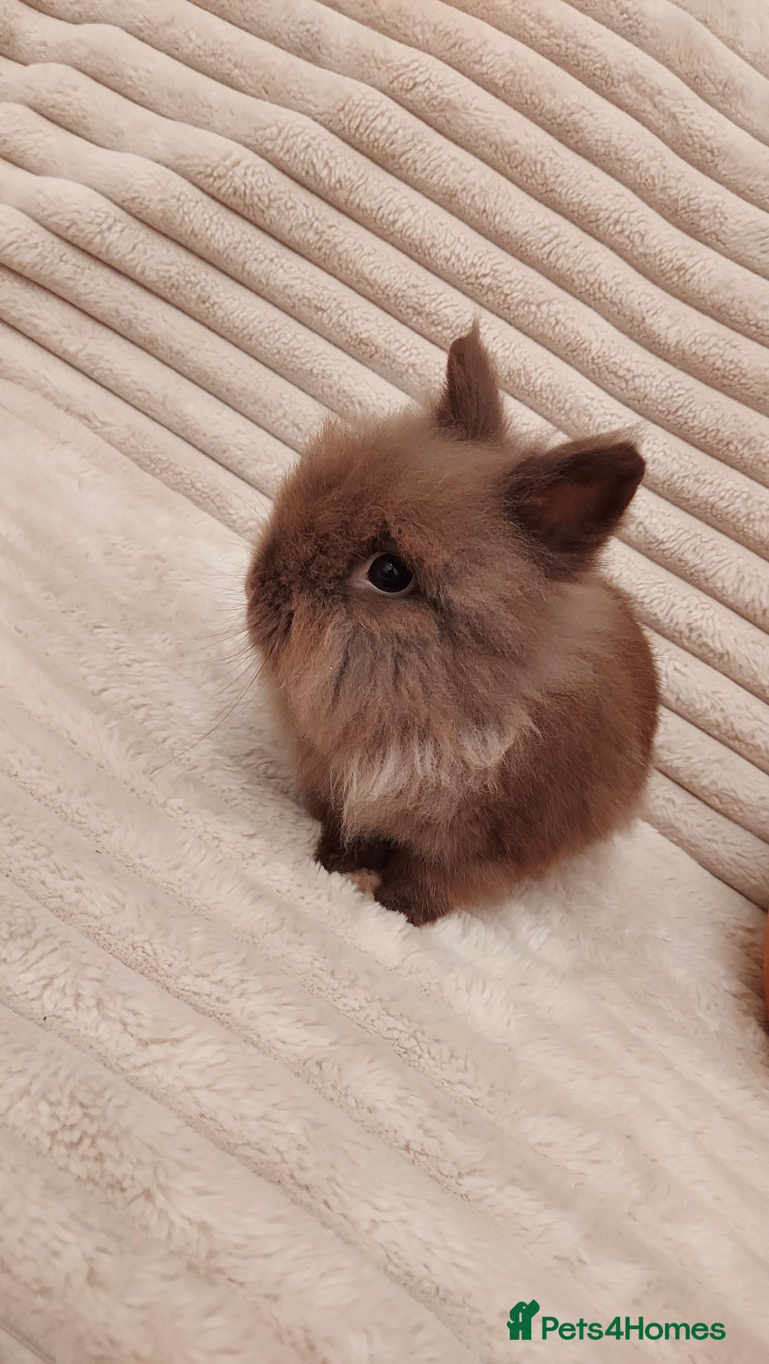 Lionhead rabbits for sale: Chocolate lion head for sale  - Image 2