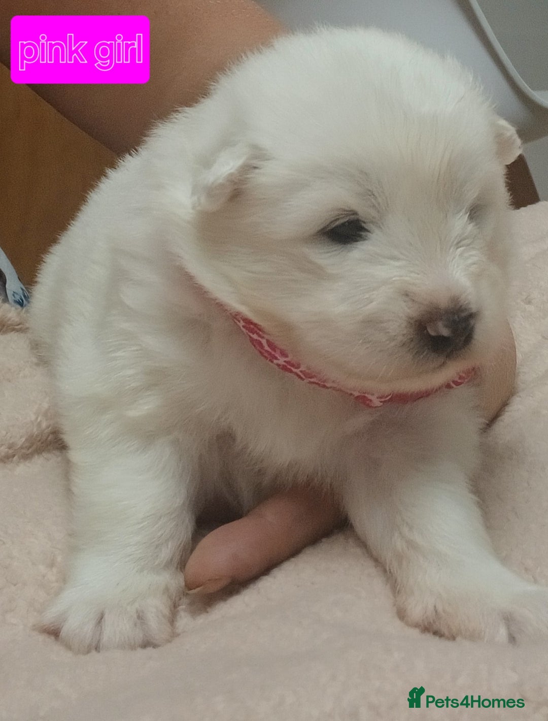 Samoyed dogs for sale: Puppies - Image 2