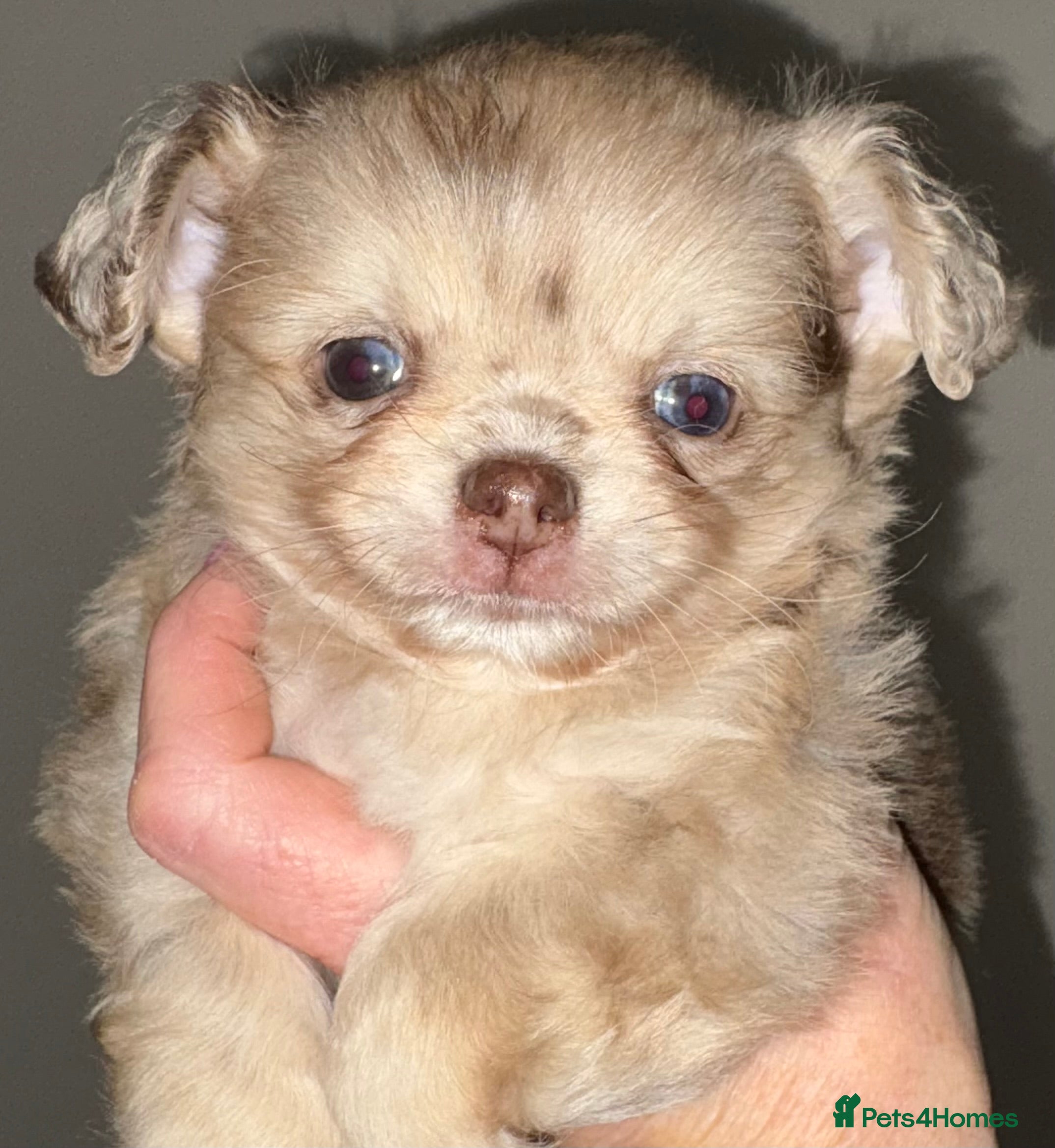 Chihuahua dogs Merle chihuahua boy  - Advert 8