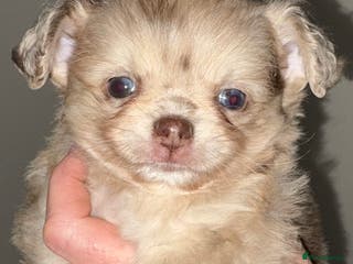 Chihuahua dogs Merle chihuahua boy - Advert 8