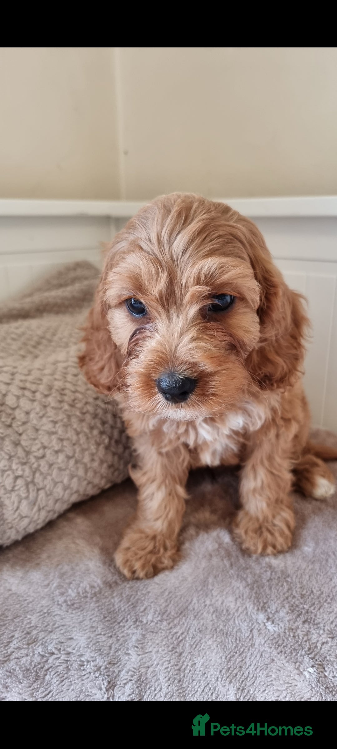Cavapoo dogs for sale: Gorgeous Cavapoos ready for the perfect home 💖🏡 - Image 8