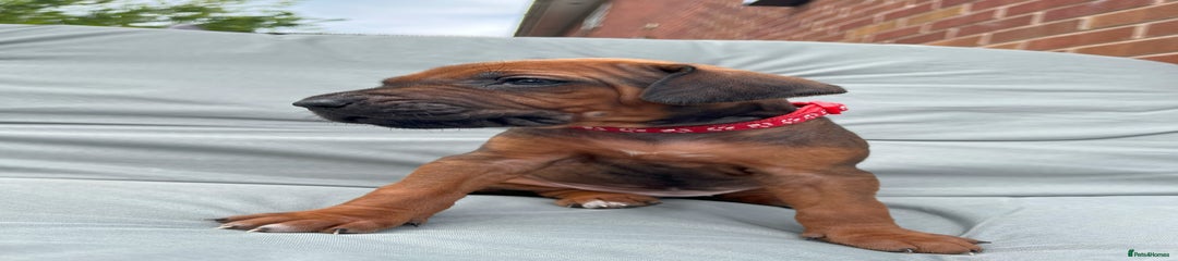 Rhodesian Ridgeback Puppy 5 Red