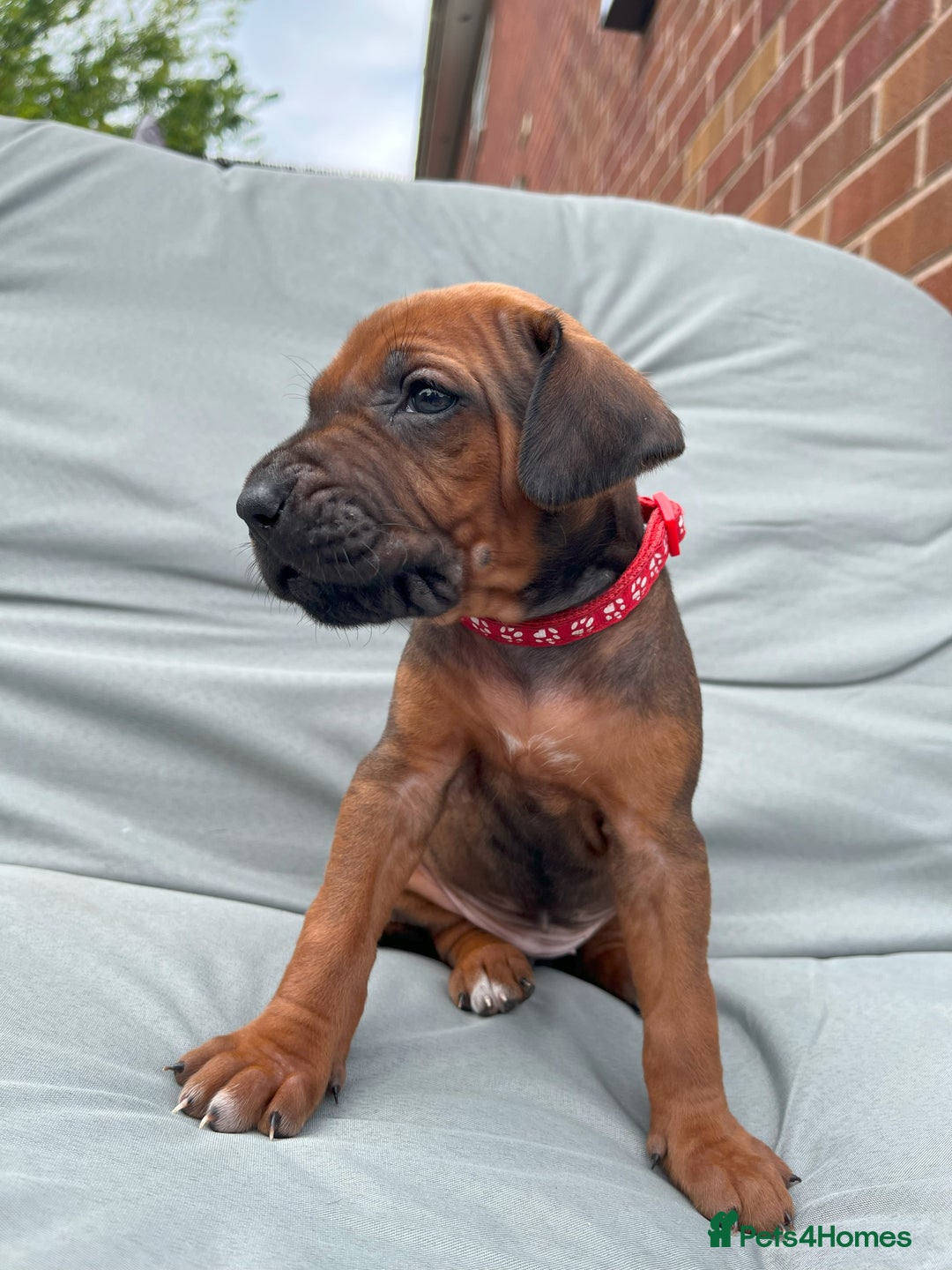 Rhodesian Ridgeback dogs for sale: Ridgeback: Chunky, Large Paws and Full Ridges  in Buckley - Image 29