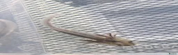 Axolotl reptiles for sale: Axolotl babies hatched 2/1/26 in Sutton-in-Ashfield - Advert 14