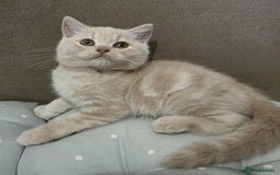 British Shorthair cats for sale: Beautiful BSH Kittens from the champion lines - Image 10