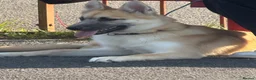 Mixed Breed dogs for sale: Binx  - Advert 1