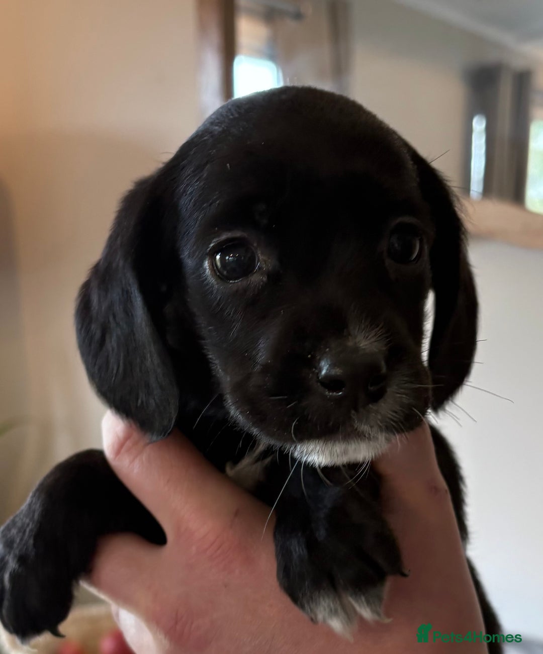 Cockerdor dogs for sale: Beautiful cockerdor puppies - Image 13