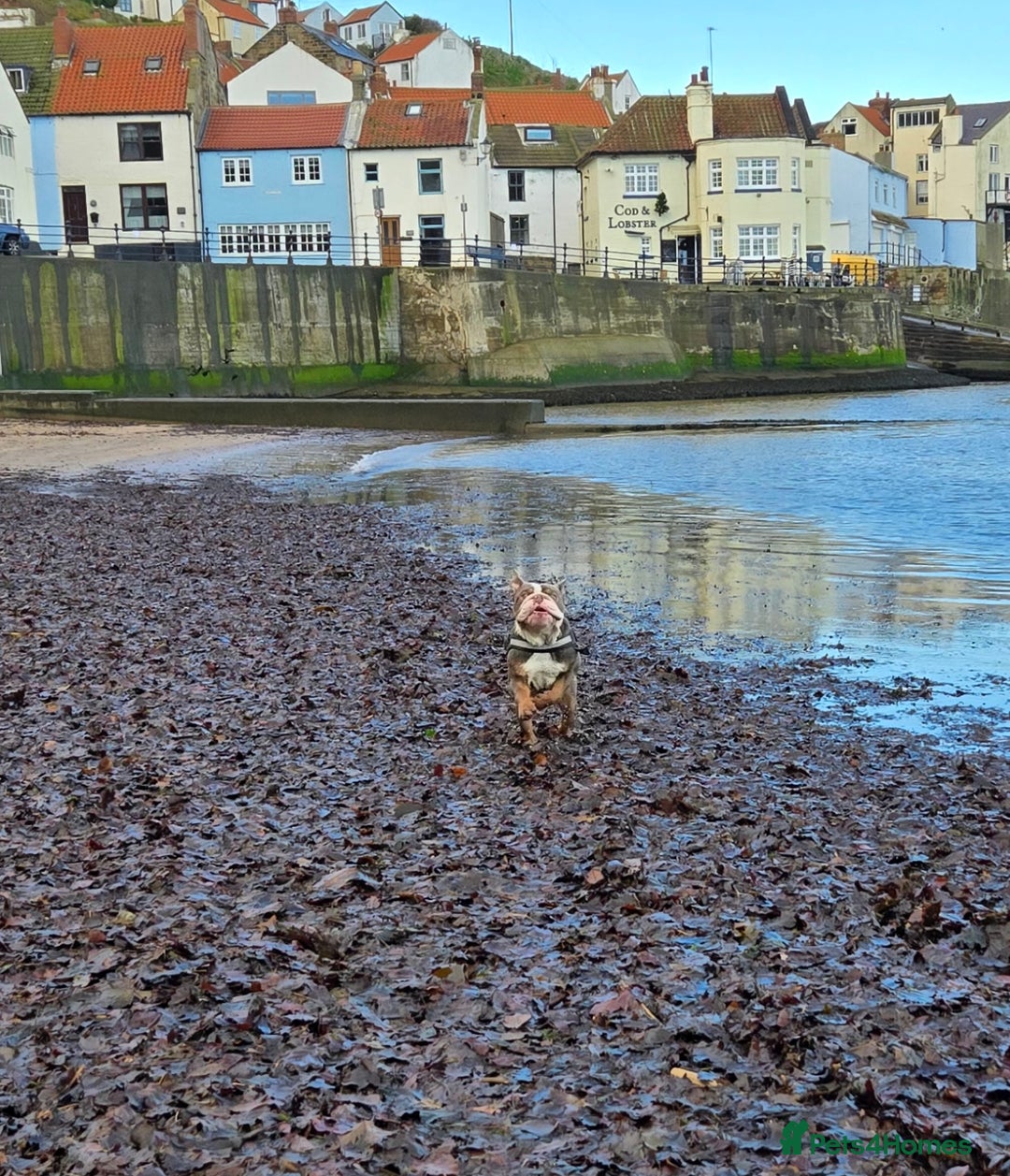 English Bulldog dogs for sale: ENGLISH BULLDOG 1 YEAR REHOME - Advert 4