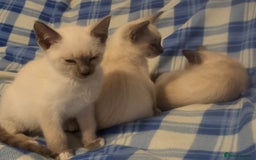 Snowshoe cats for sale: Rare Pedigree Snowshoe Kittens  - Image 4