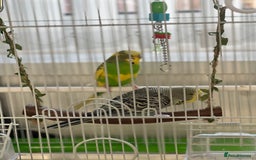 Budgerigars birds for sale: Friendly Budgies Looking for a New Home - Advert 11