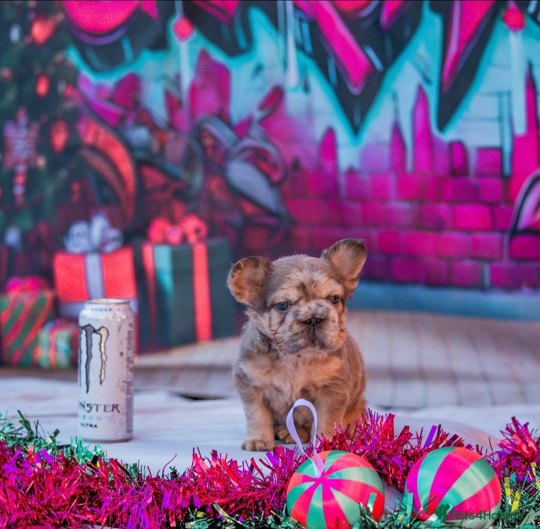 French Bulldog dogs for sale: Adorable fluffy frenchies ready for loving homes - Advert 2