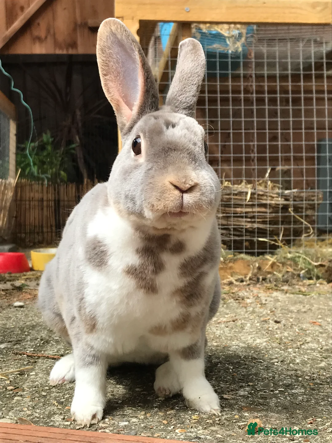 Mixed Breed rabbits for sale: Two beautiful friendly bunnies looking for rehome  in Bishop's Stortford - Advert 3