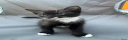 Mixed Breed cats for sale: Mix Breed Kittens - Advert 7