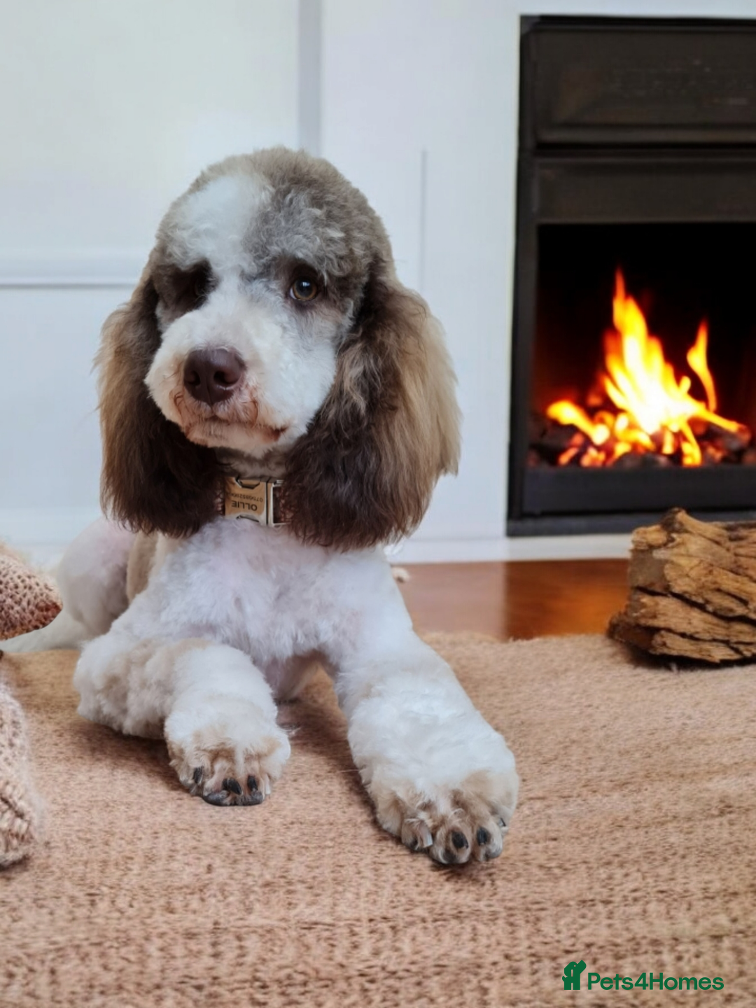 Goldendoodle dogs for stud: FULLY HEALTH TESTED! MOYEN POODLE STUD! in Kettering - Image 8
