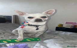 Chihuahua dogs for stud: Almost 2 years old Levi my chihuahua  in Guildford - Image 2