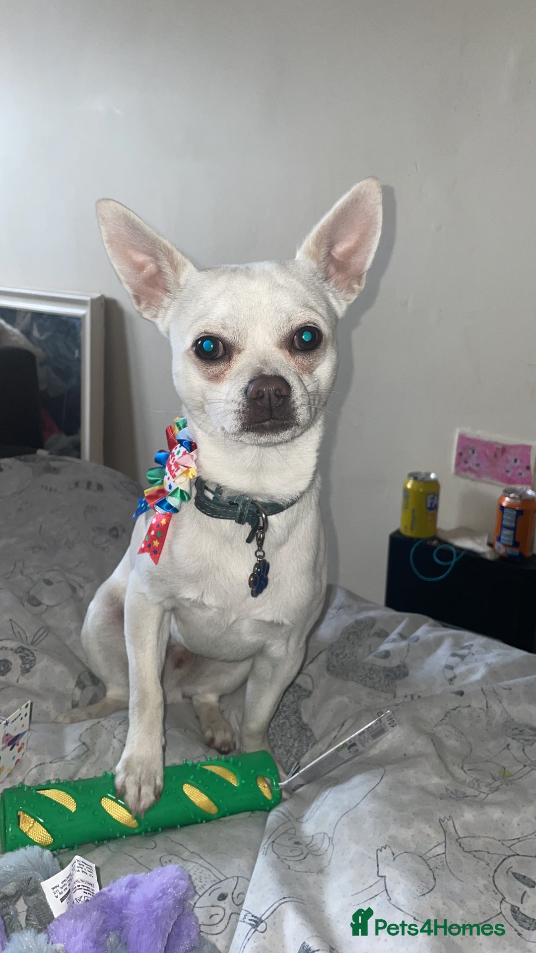 Chihuahua dogs for stud: Almost 2 years old Levi my chihuahua  in Guildford - Image 2
