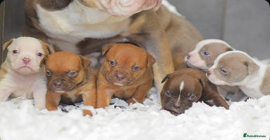 Old Tyme Bulldog dogs 5⭐️RATED COUNCIL APPROVED💥LICENSED 23 YEAR EXPERT - Advert 12