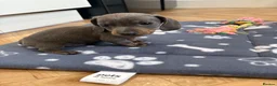 Dachshund dogs for sale: Dachshund Puppies - Advert 11