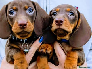 Miniature Dachshund dogs Ready now-2 KC registered miniature dachshund boy - Advert 18