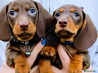 Miniature Dachshund dogs Ready now-2 KC registered miniature dachshund boy - Advert 10