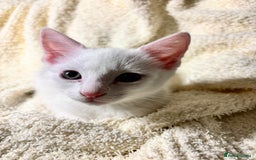 Mixed Breed cats for sale: MIXED BREED TURKISH ANGORA MALE FOR SALE😍 - Image 3