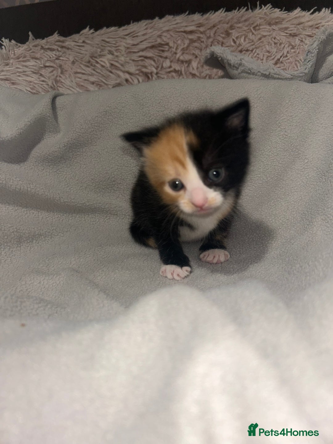 Mixed Breed cats for sale: Beautiful kittens  - Advert 3