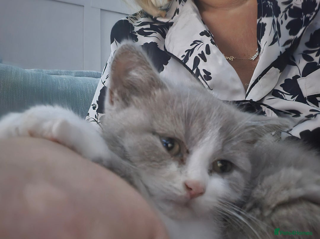 British Shorthair cats for sale: British short hair boys ready. Now - Advert 8