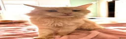 Maine Coon cats for sale: Maine Coon Cross Kittens - Advert 5