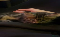 Munchkin cats for sale: Munchkin Kitten - Advert 3