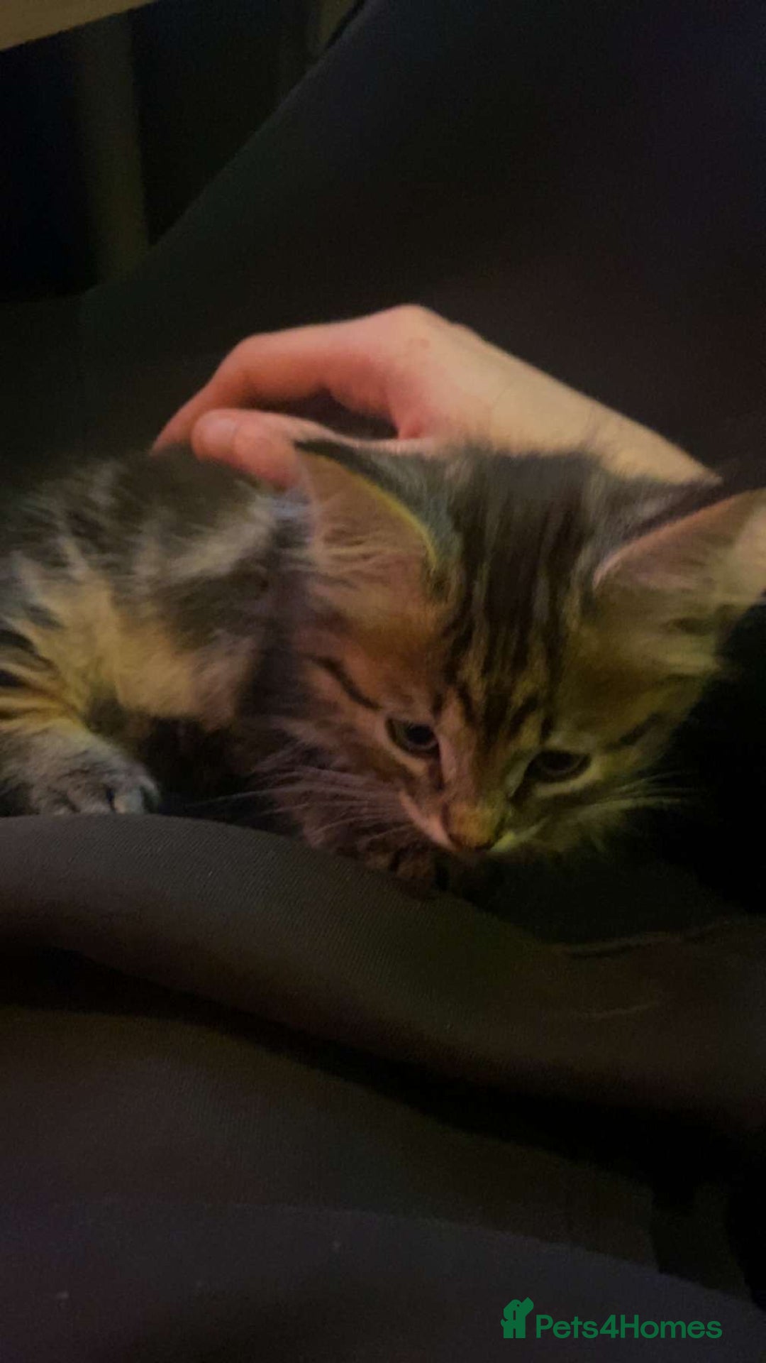 Munchkin cats for sale: Munchkin Kitten - Advert 3