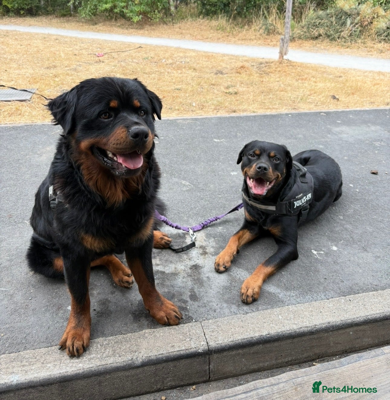 Rottweiler dogs for sale: Beautiful litter from Roxy & Tyson  - Advert 10