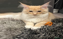 Maine Coon cats for sale: Big girl Maine coon kitten - Image 1