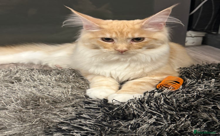 Maine Coon cats - Advert 2