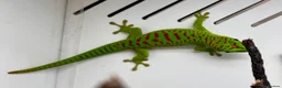 Gecko reptiles for sale: Hi Red Giant Day Geckos - Advert 1