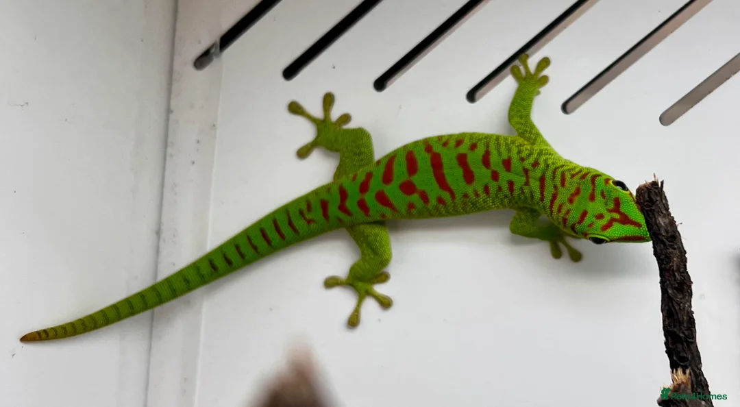 Gecko reptiles for sale: Hi Red Giant Day Geckos - Advert 1