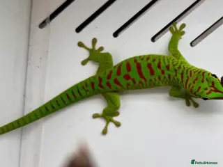 Gecko reptiles for sale: Hi Red Giant Day Geckos - Advert 1