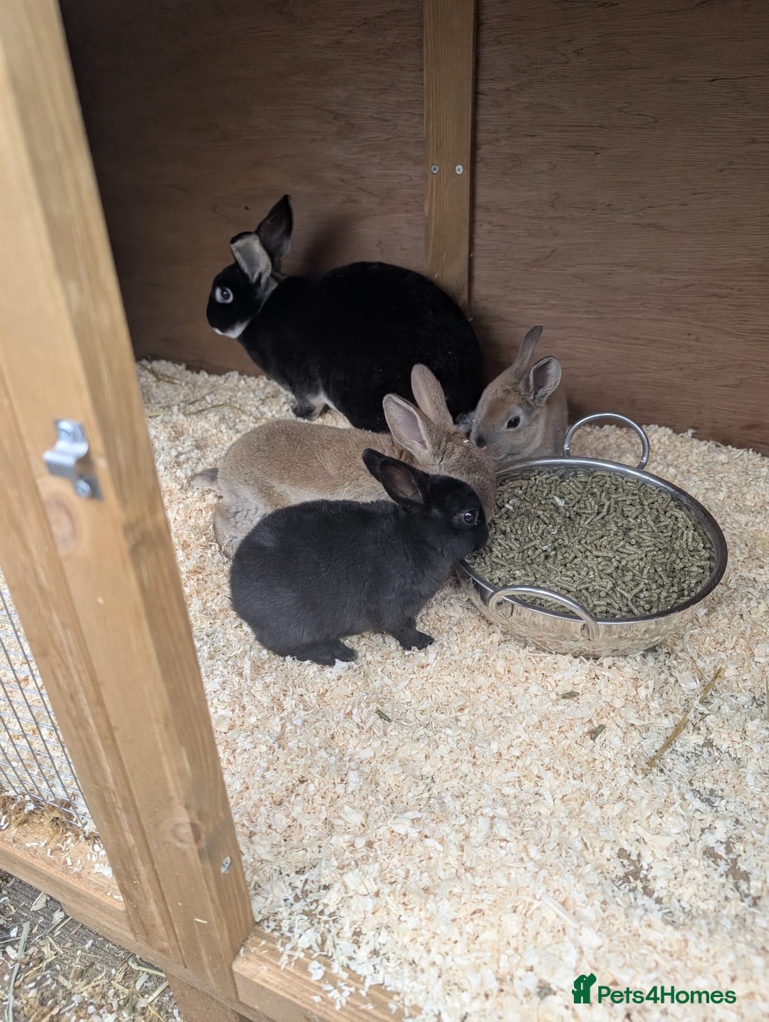 Rex rabbits for sale: 5 Beautiful Rex Bunnies  - Advert 2