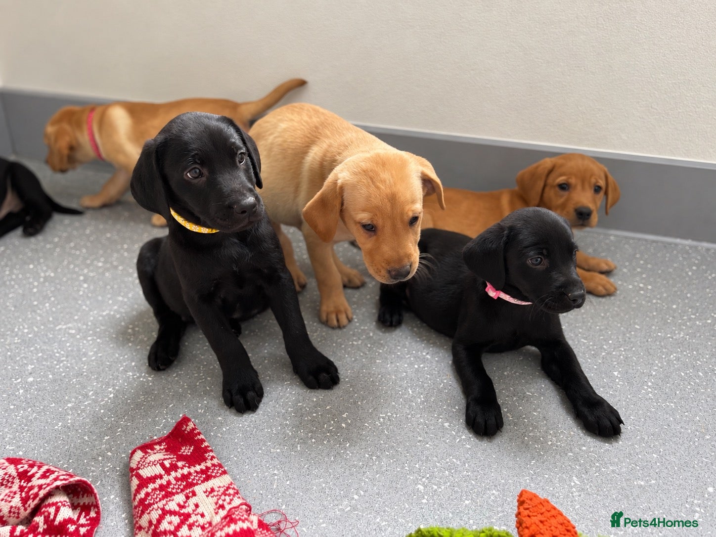 Labrador Retriever dogs Beautiful KC Labrador Pups - Advert 1