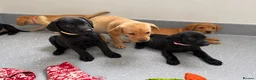 Labrador Retriever dogs for sale: Beautiful KC Labrador Pups Ready To Leave - Advert 1