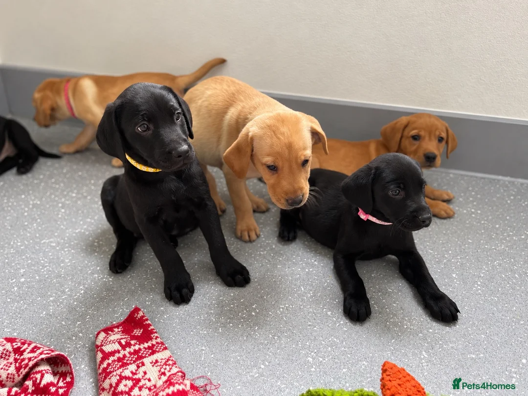 Labrador Retriever dogs for sale: Beautiful KC Labrador Pups Ready To Leave - Advert 1