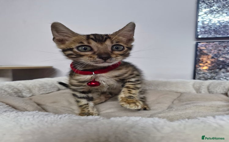 Bengal cats - Advert 9