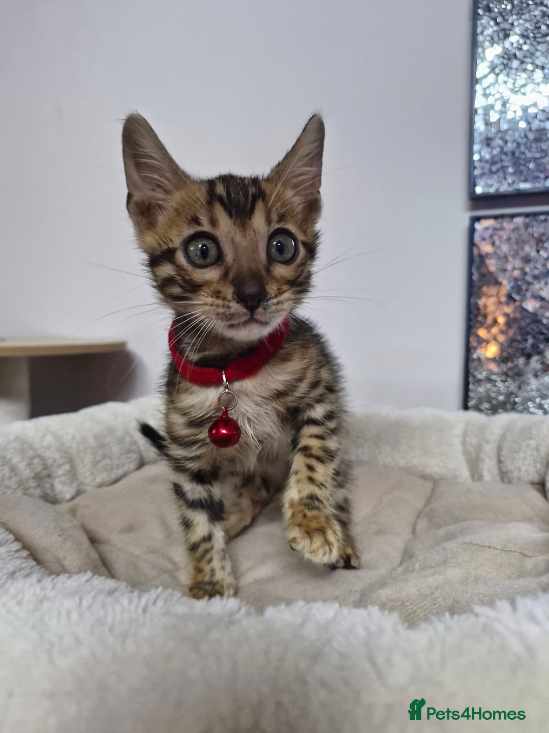 Bengal cats for sale: TICA Genetic & Health Tested Bengal Kittens  - Image 9