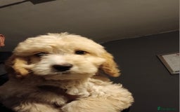 Cockapoo dogs for sale: Beautiful cockerpoo pups  - Image 1