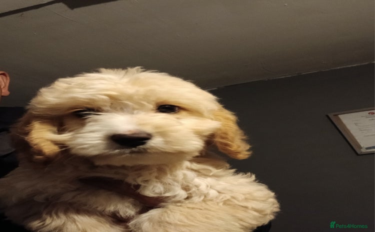 Cockapoo dogs - Advert 3