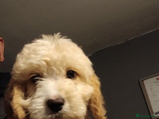 Cockapoo dogs - Advert 17